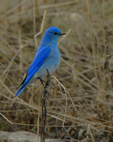 Mountain Bluebird