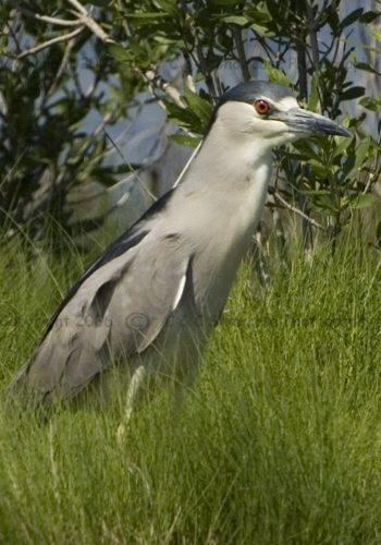 Night Heron