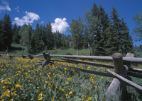 Grey's River Roadside View